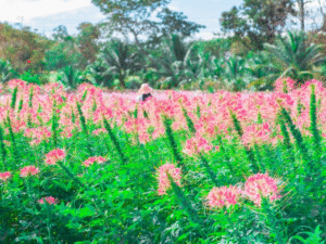 She Fragrance Oil