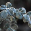 Frosted Eucalyptus Fragrance Oil